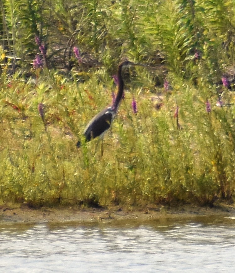 Üç Renkli Balıkçıl - ML621726045