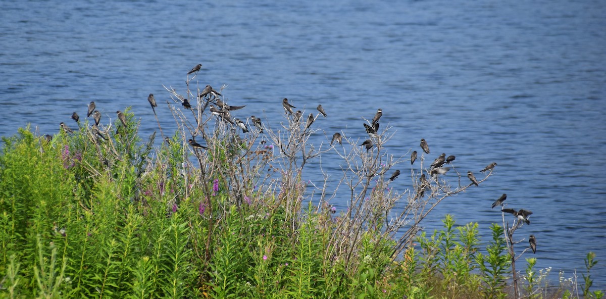 Kum Kırlangıcı - ML621726120