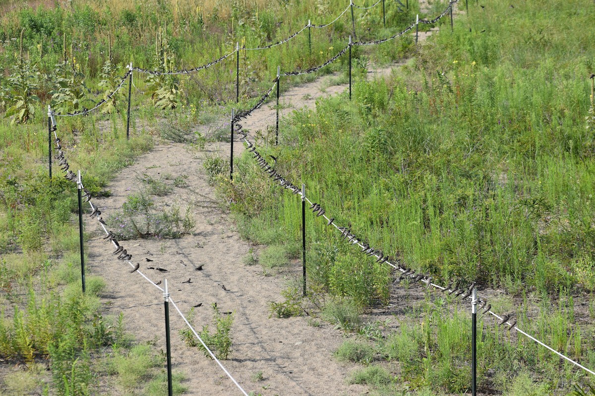 Kum Kırlangıcı - ML621726130