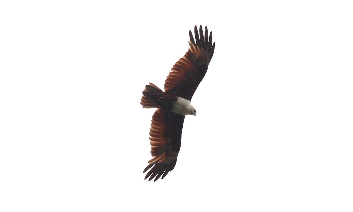 Brahminy Kite - ML621726246