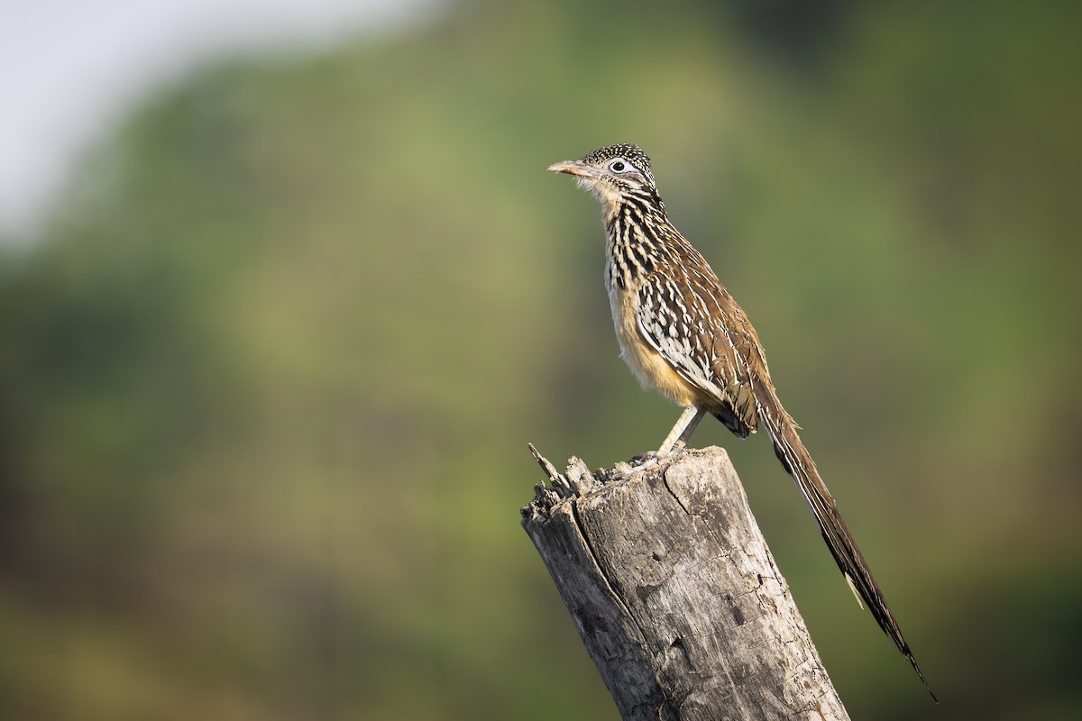 Lesser Roadrunner - ML621726276