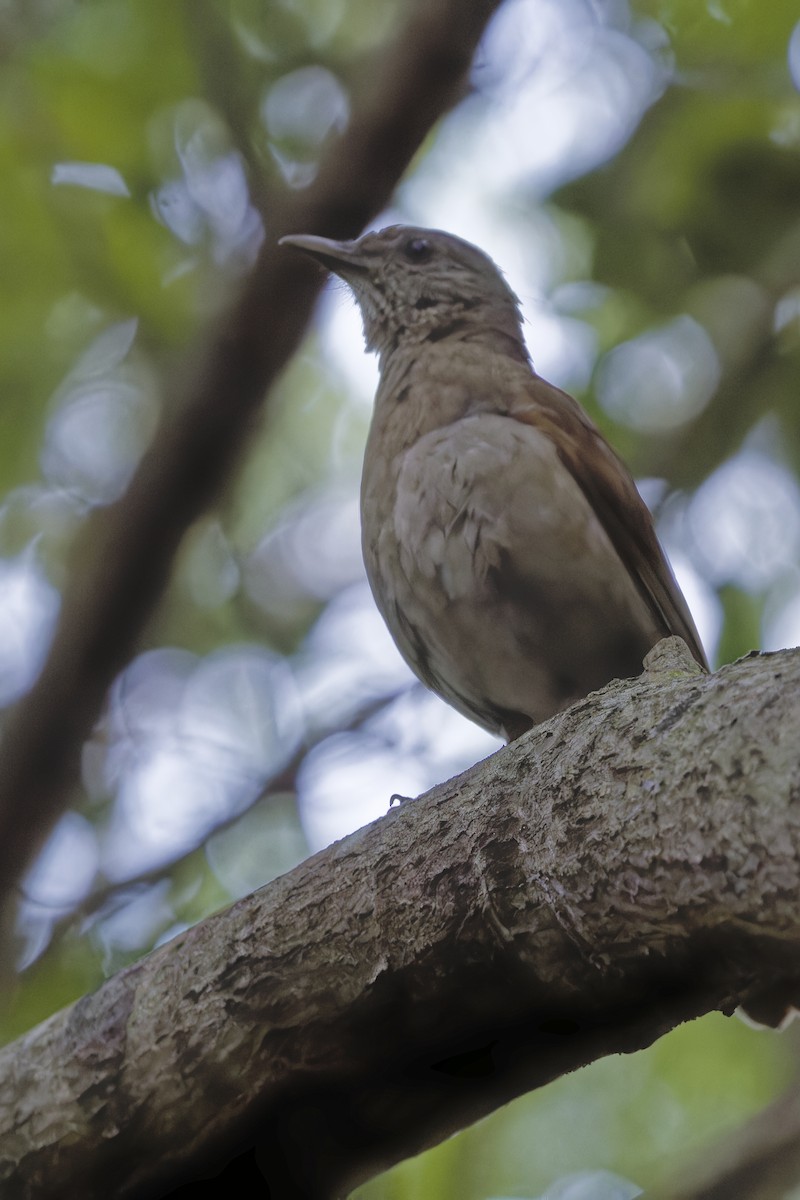 Pale-breasted Thrush - ML621726329