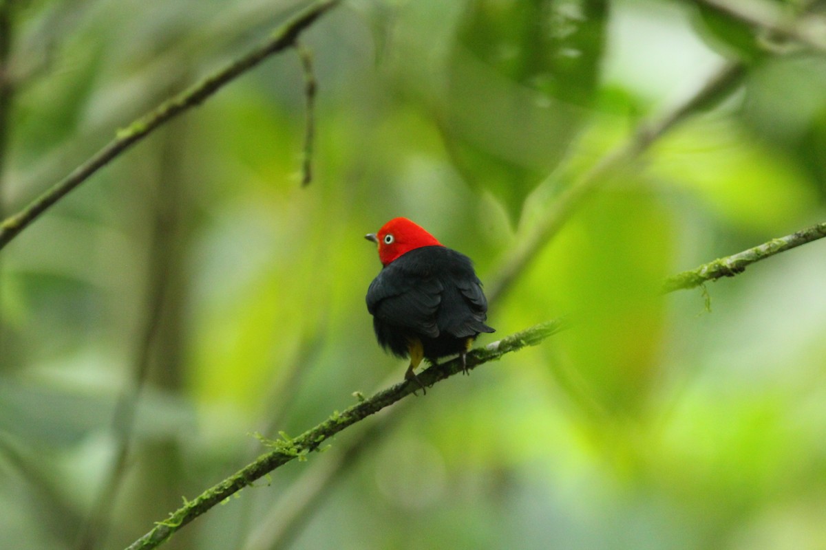 Red-capped Manakin - ML621726466