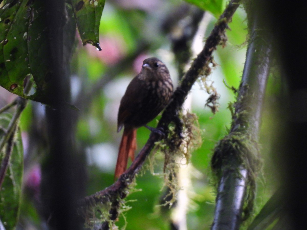 Rusty-winged Barbtail - ML621726584