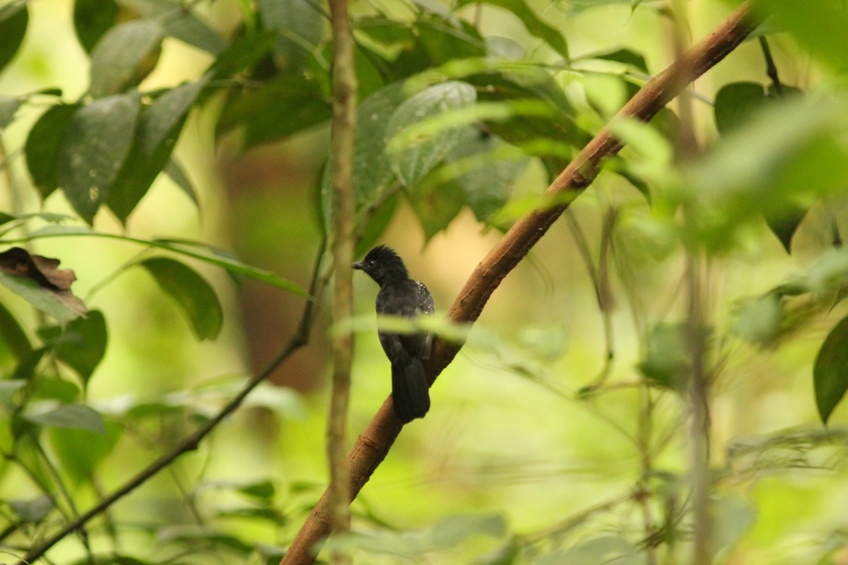 Black-hooded Antshrike - ML621726610