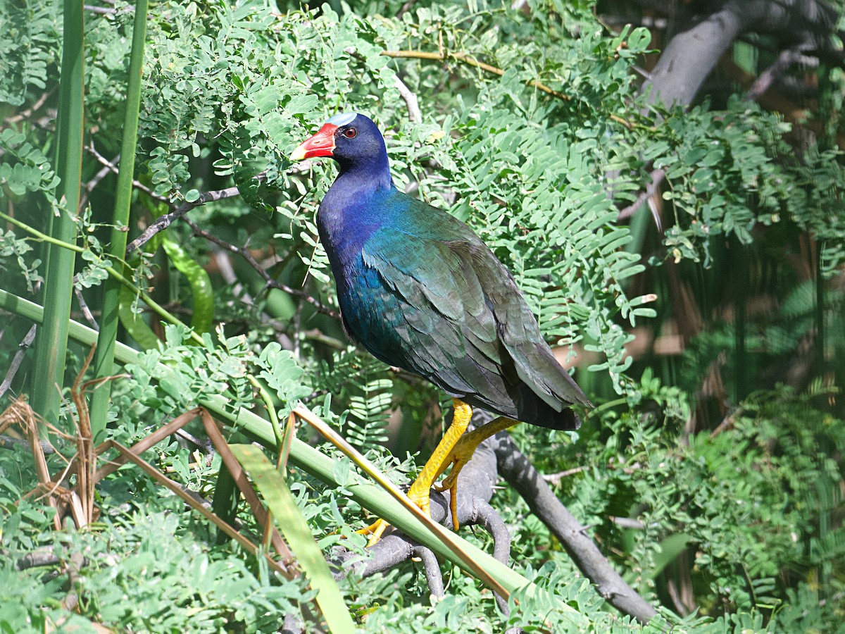 Purple Gallinule - ML621726641