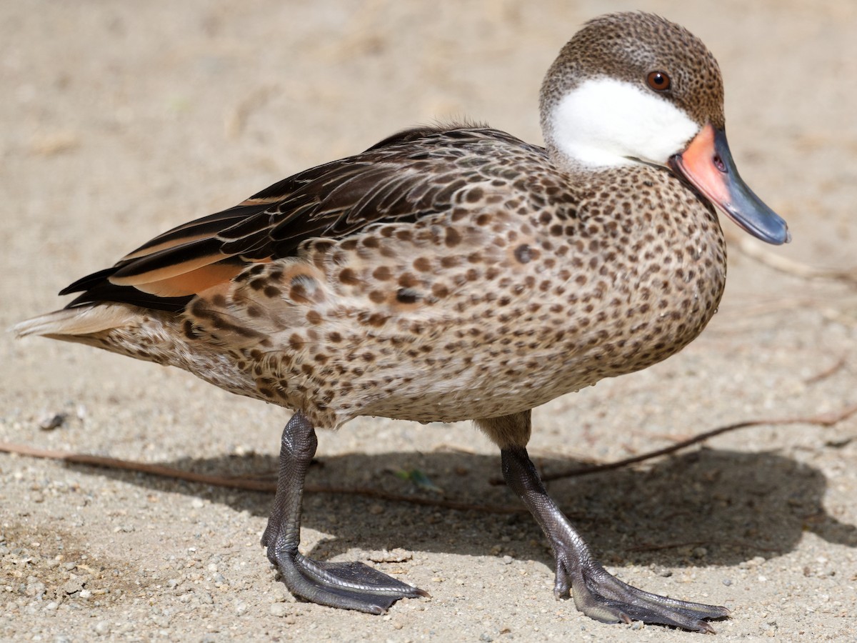 White-cheeked Pintail - ML621726659