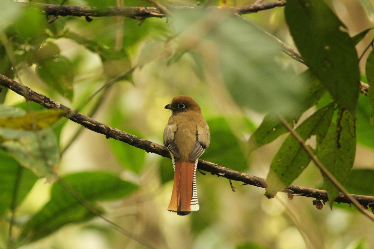 Northern Black-throated Trogon - ML621726665