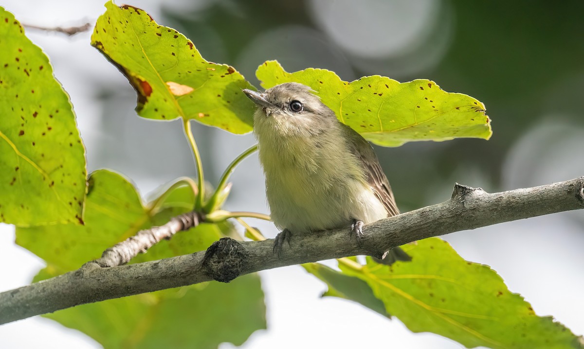 Philadelphia Vireo - Yannick Fleury