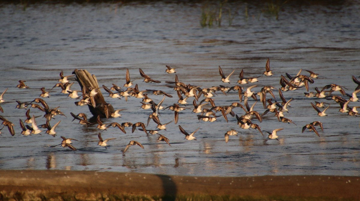 tanımsız küçük kumkuşu (Calidris sp.) - ML621726722