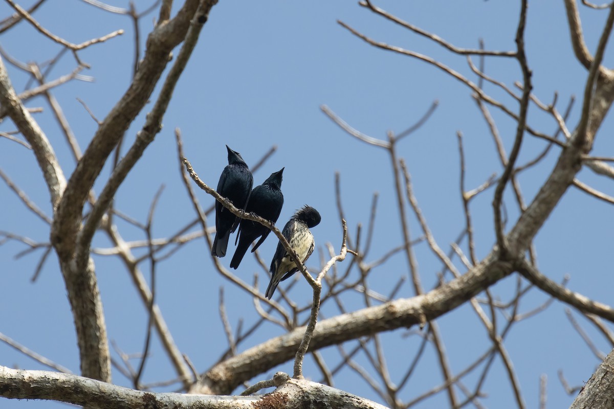 Asian Glossy Starling - Kalpesh Krishna