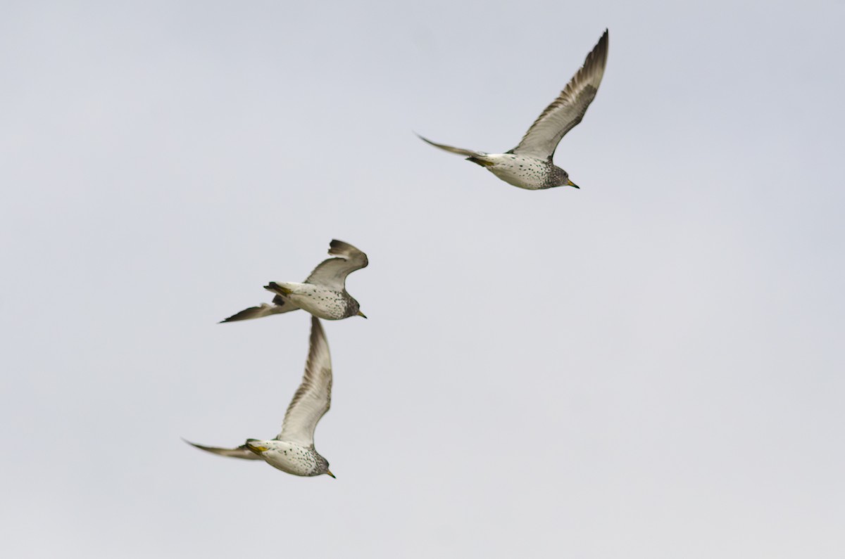 Surfbird - ML621726730