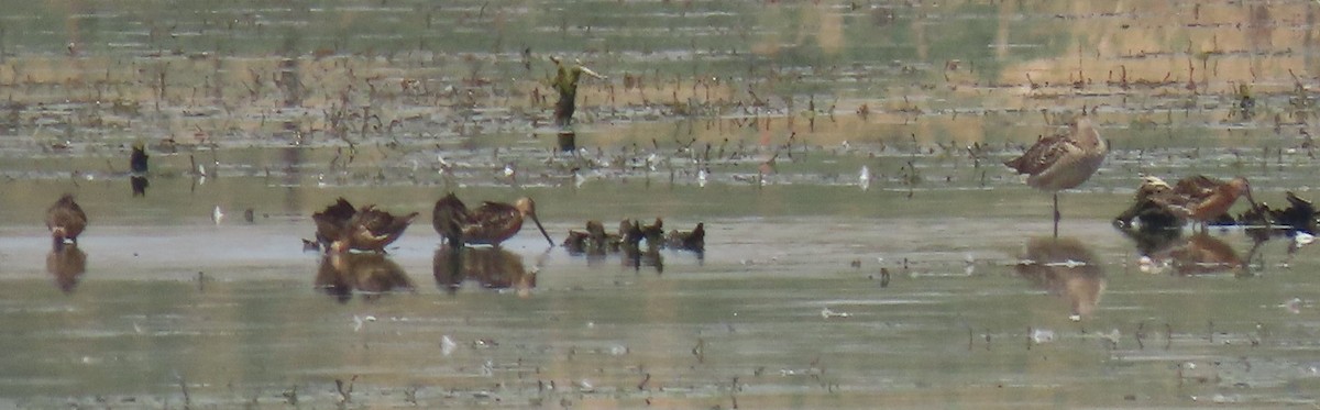 Long-billed Dowitcher - ML621726754