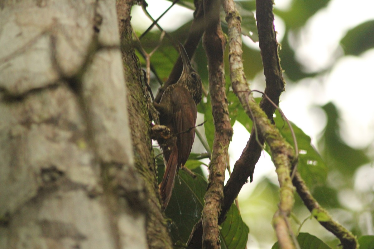 Cocoa Woodcreeper - ML621726766