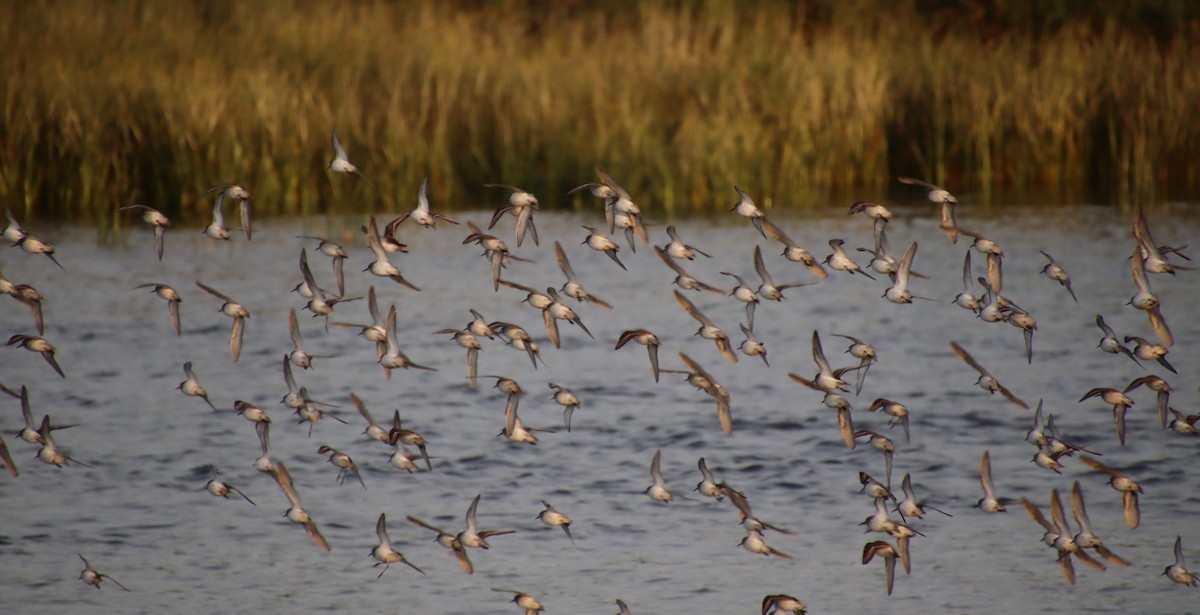 Calidris sp. (peep sp.) - ML621726769