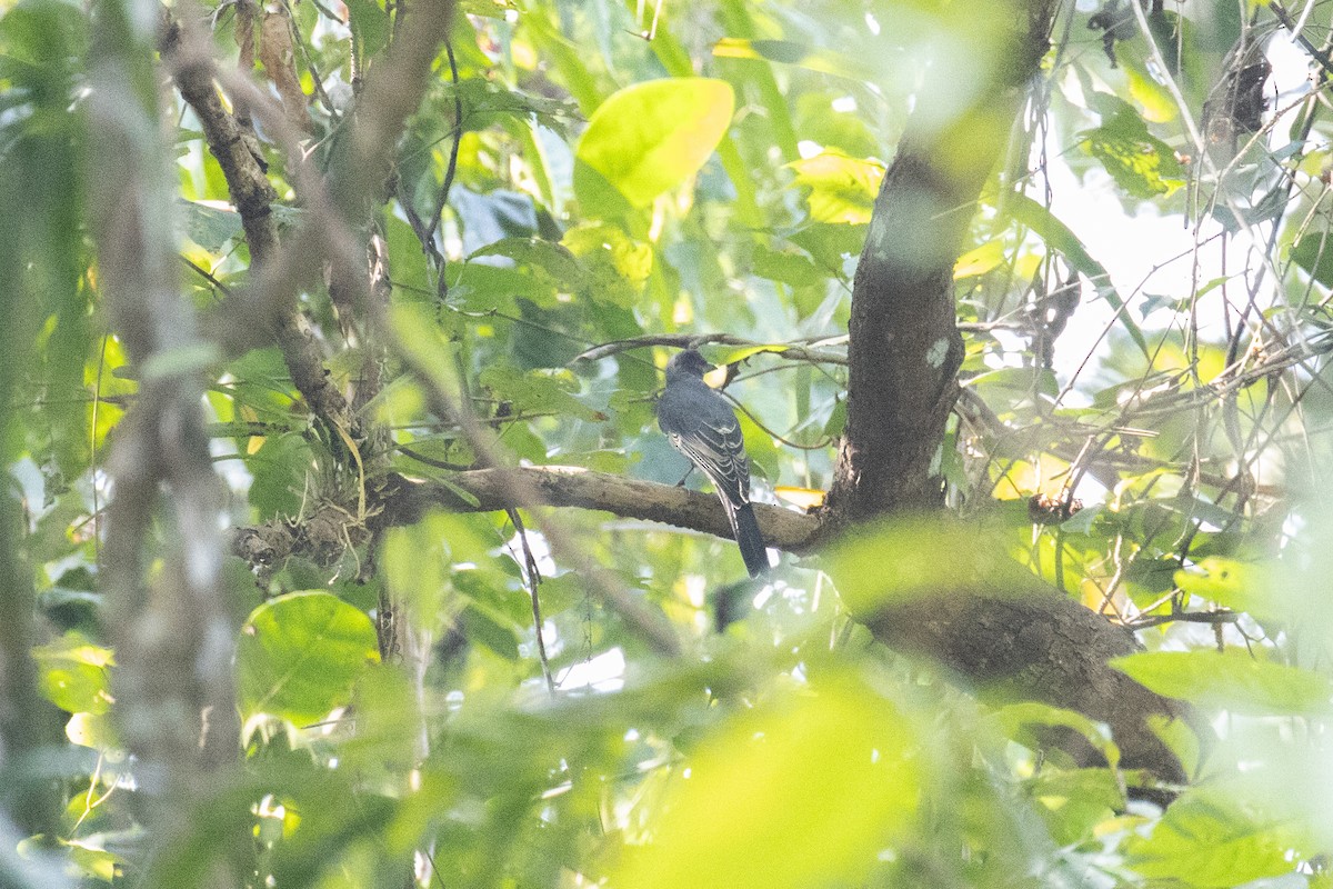 Andaman Cuckooshrike - Kalpesh Krishna