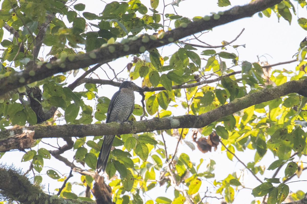 Andaman Cuckooshrike - Kalpesh Krishna