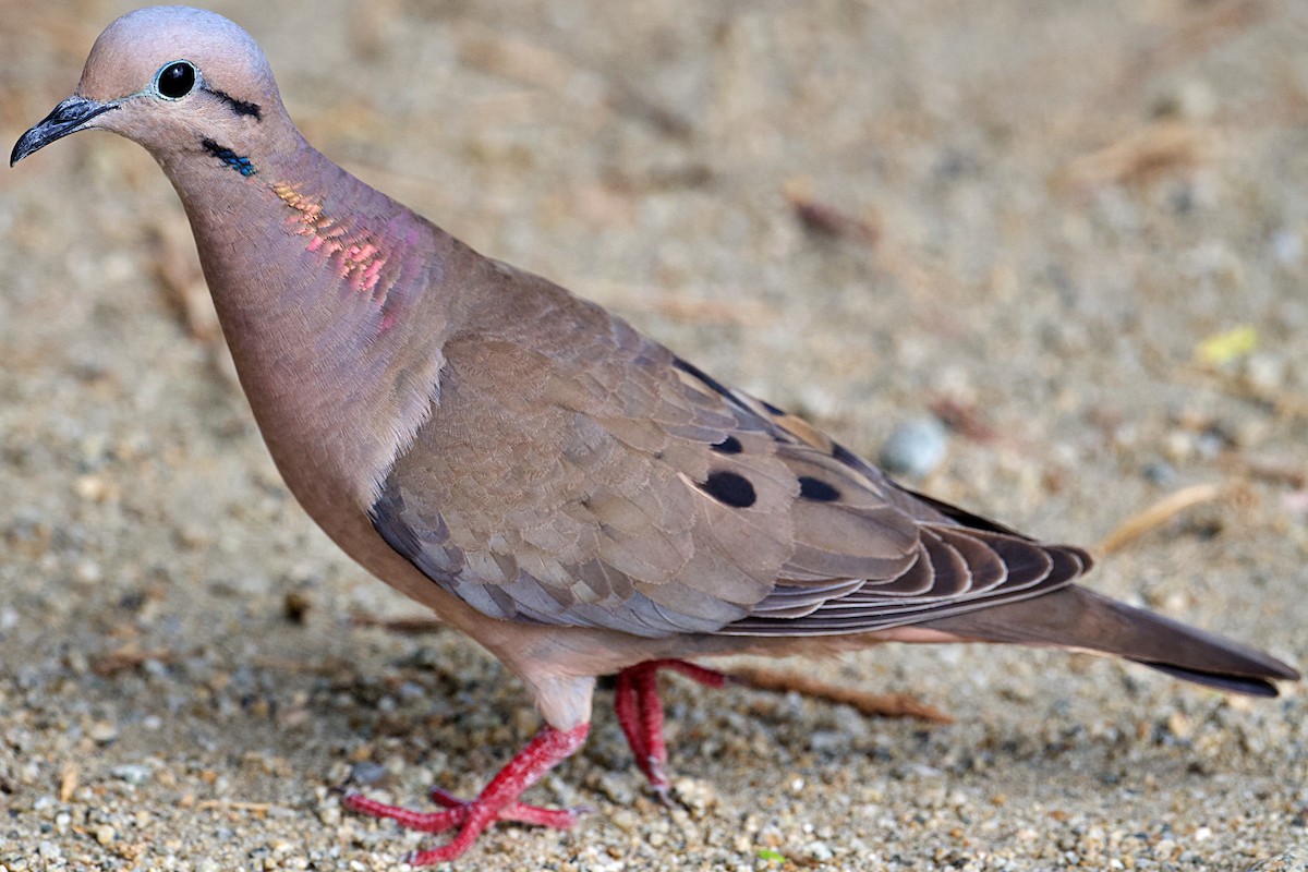 Eared Dove - ML621726801