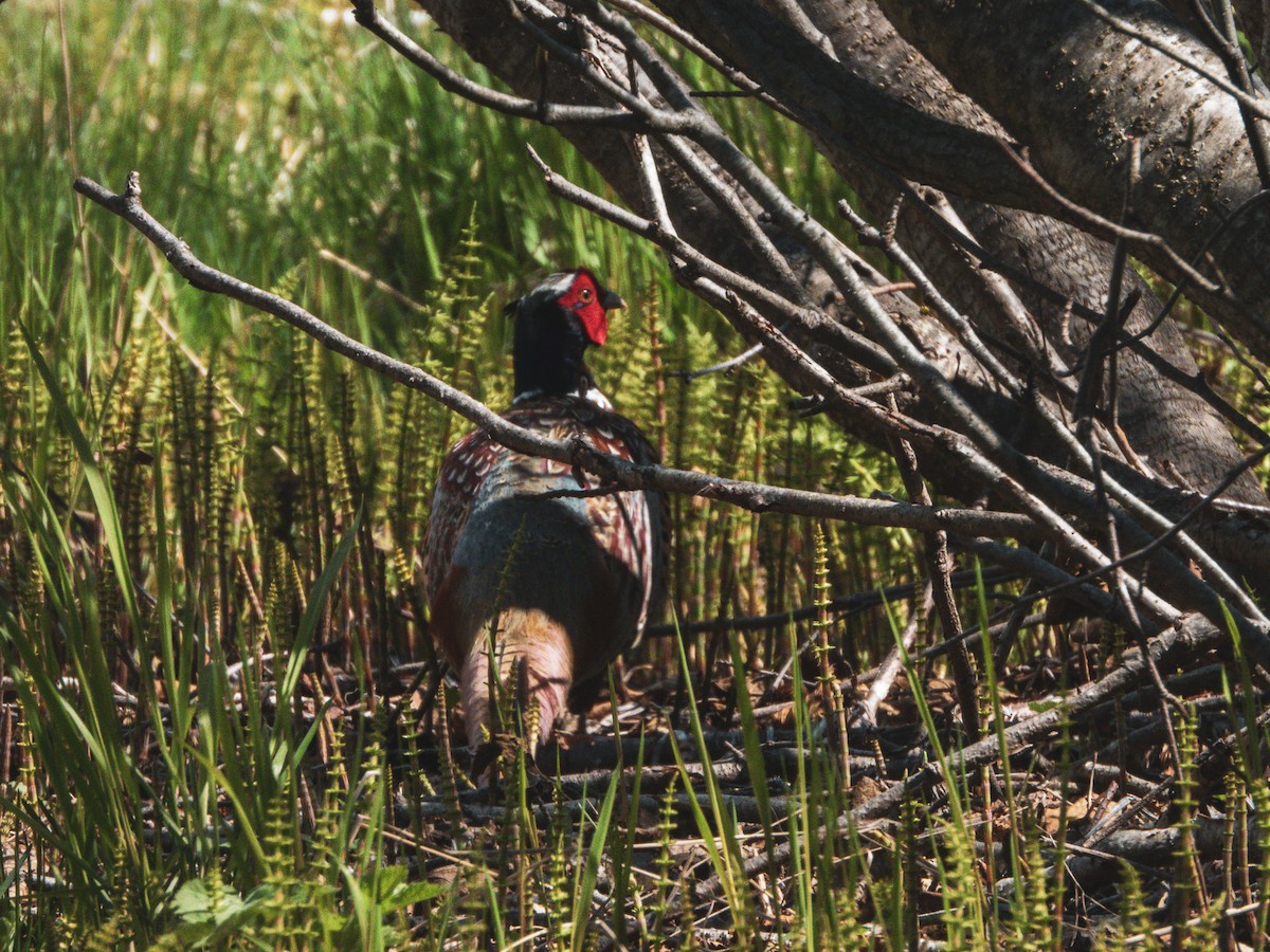 Ring-necked Pheasant - ML621726832