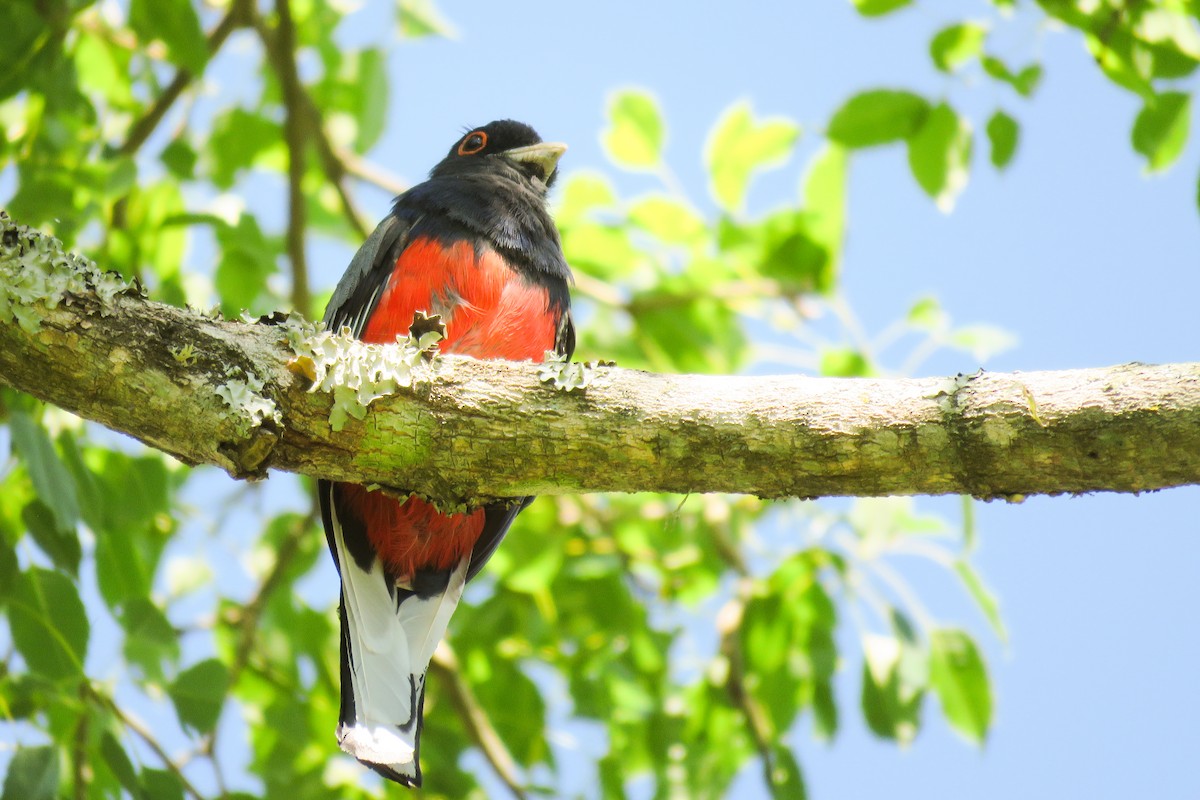 Surucua Trogon - ML621726911