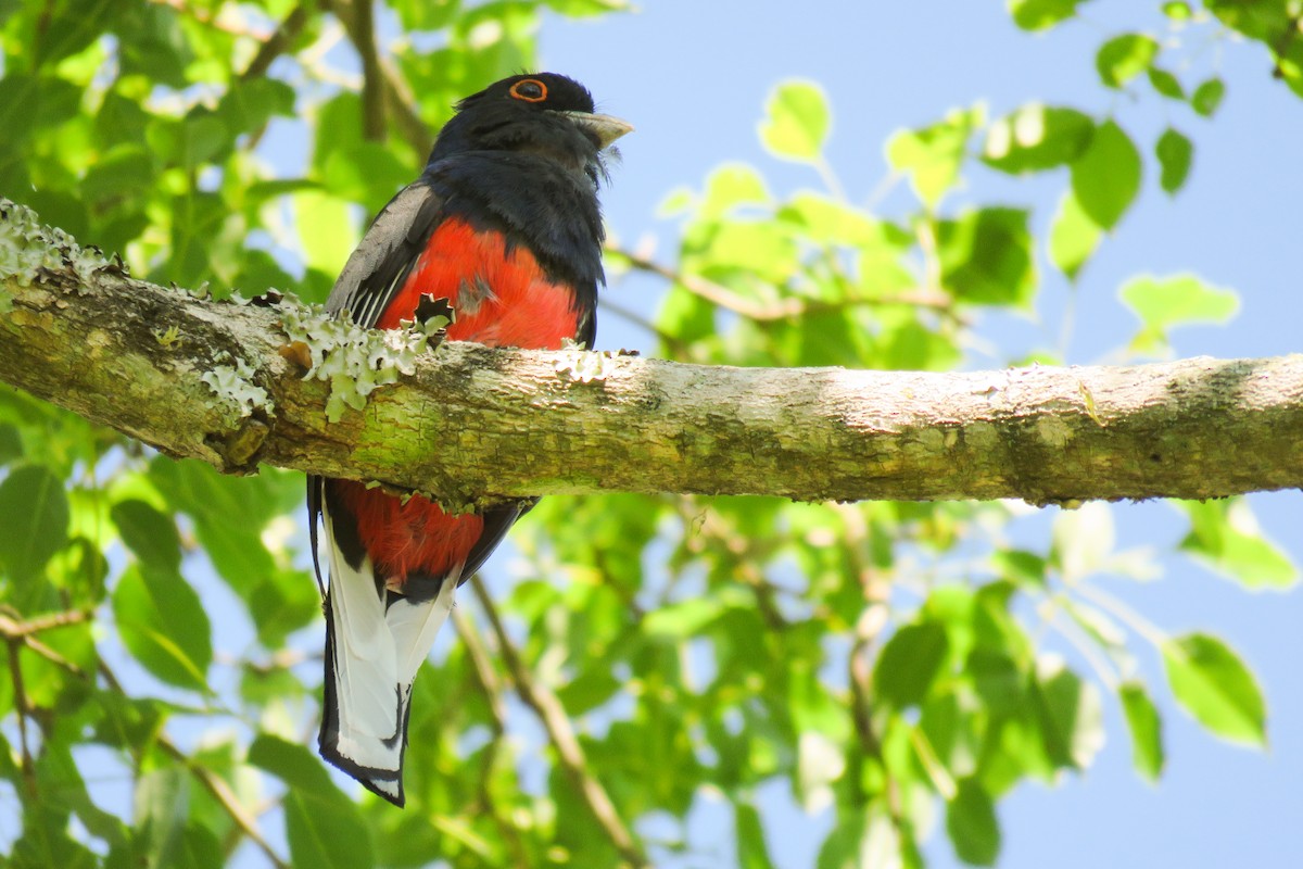 Surucua Trogon - ML621726912