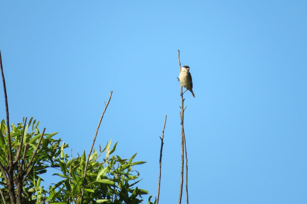 Pearly-bellied Seedeater - ML621726916