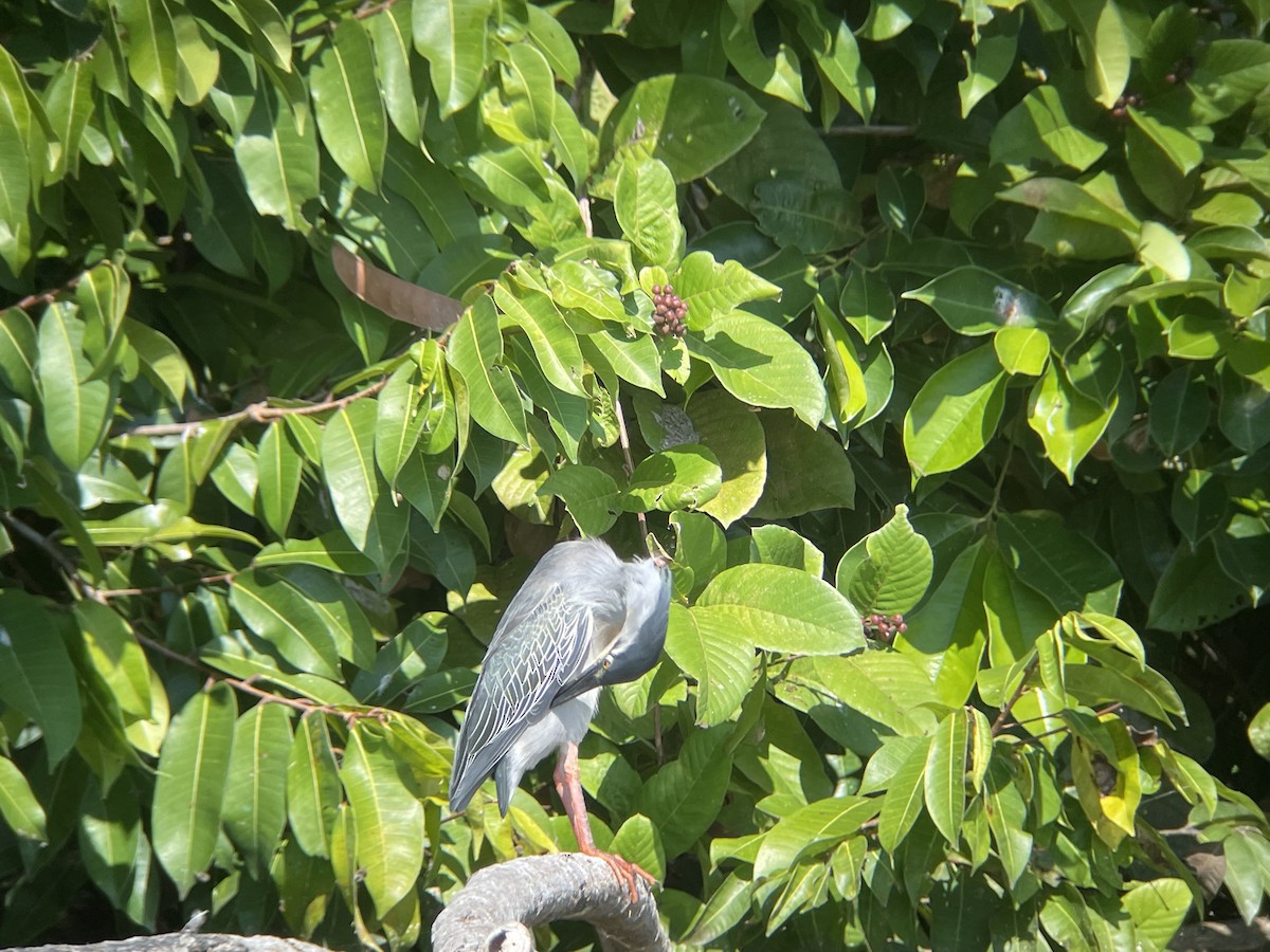 Striated Heron - ML621726956