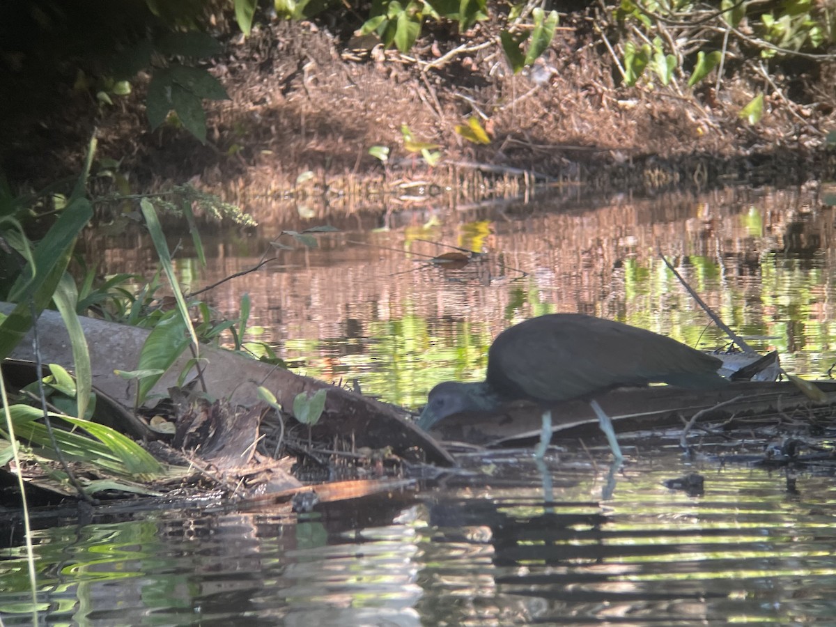 Green Ibis - Vincent Weber