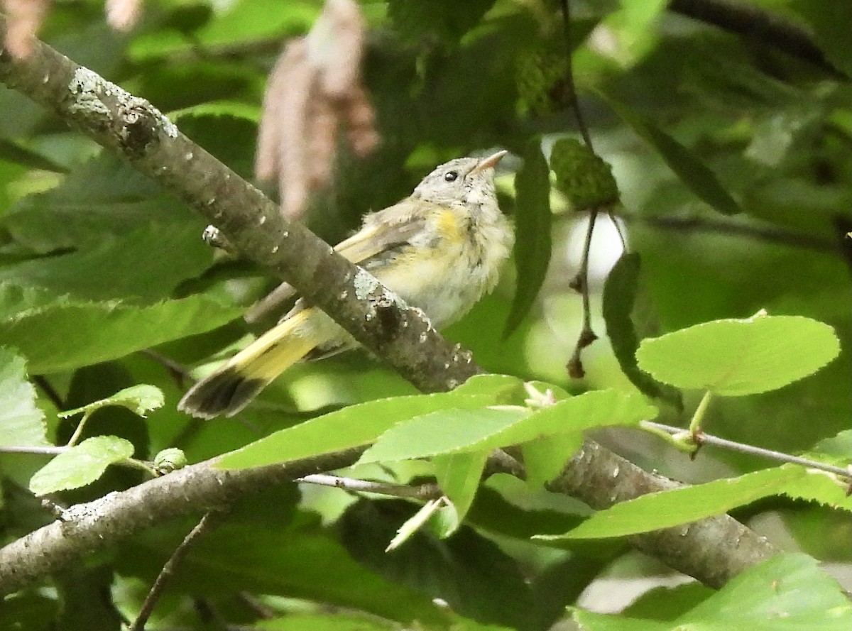 American Redstart - ML621727003