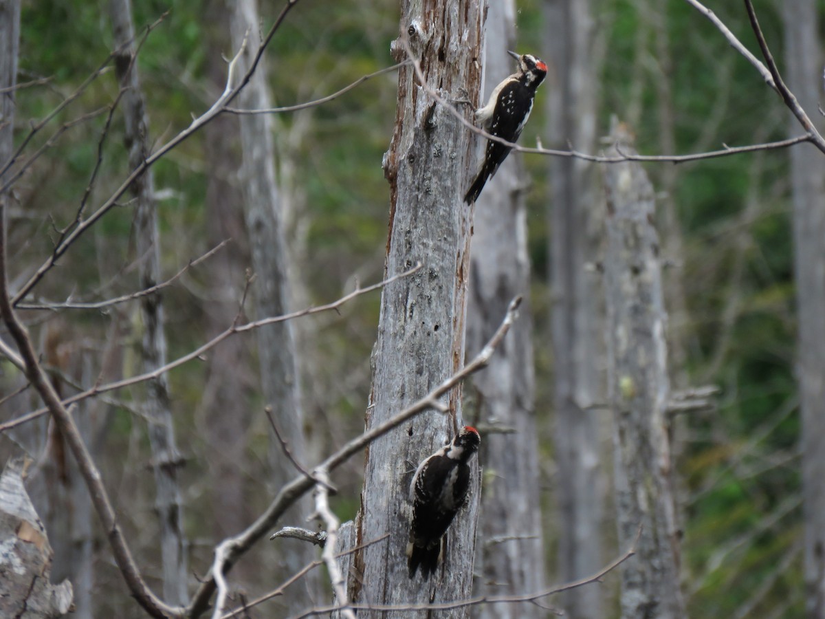 Hairy Woodpecker - ML621727004