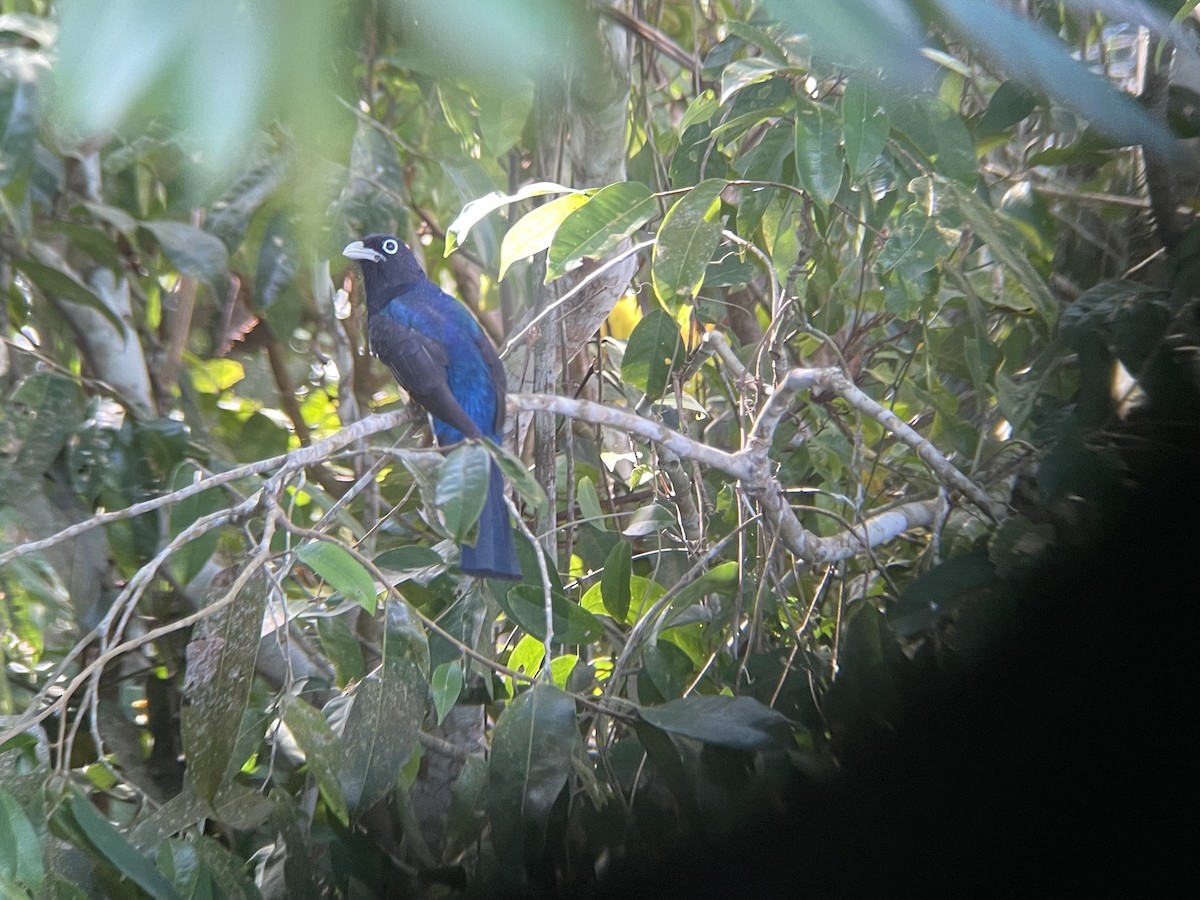 Green-backed Trogon - ML621727043