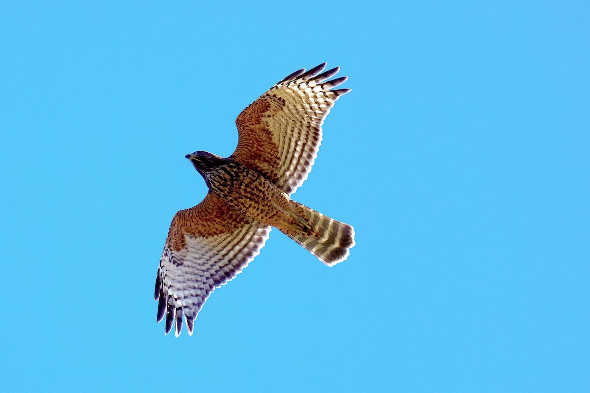 Red-shouldered Hawk - ML621727137