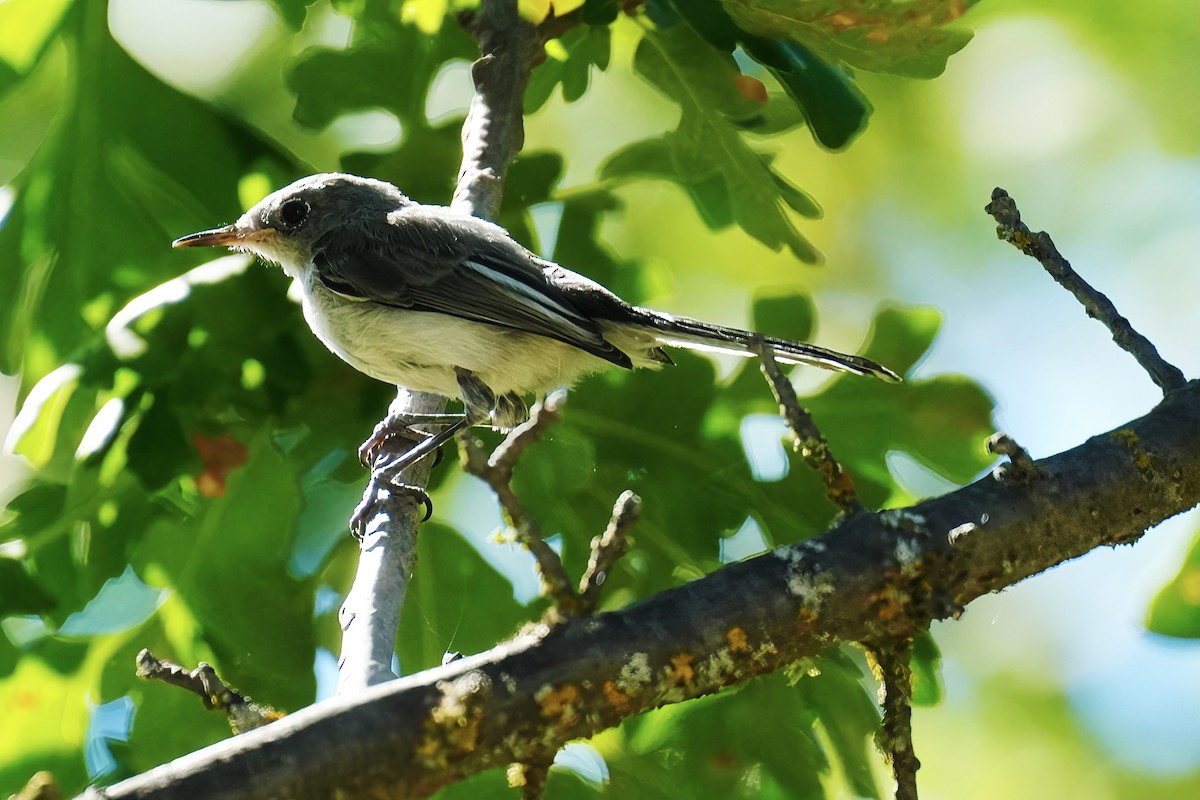 Blue-gray Gnatcatcher - ML621727154