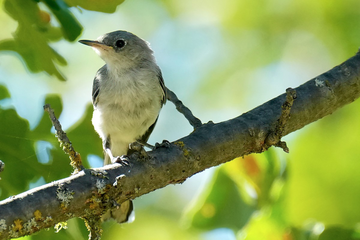 Blue-gray Gnatcatcher - ML621727158