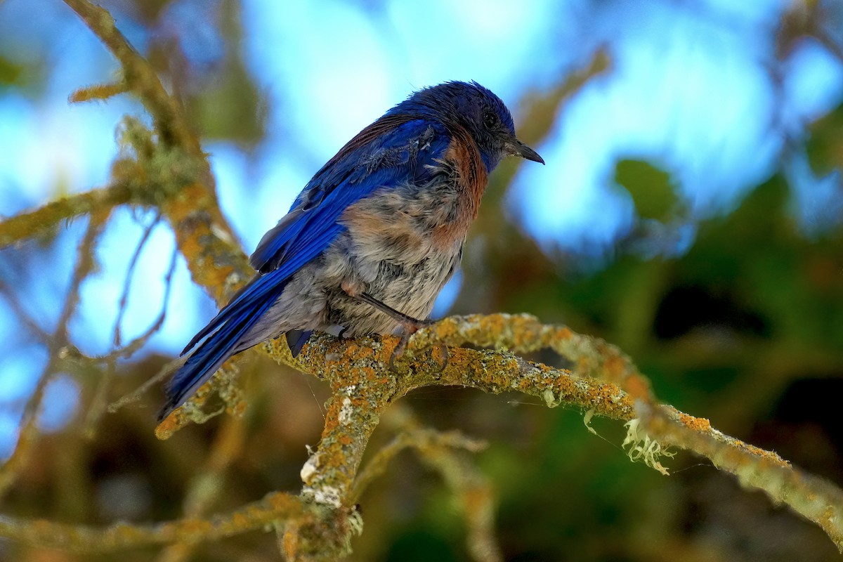 Western Bluebird - ML621727230