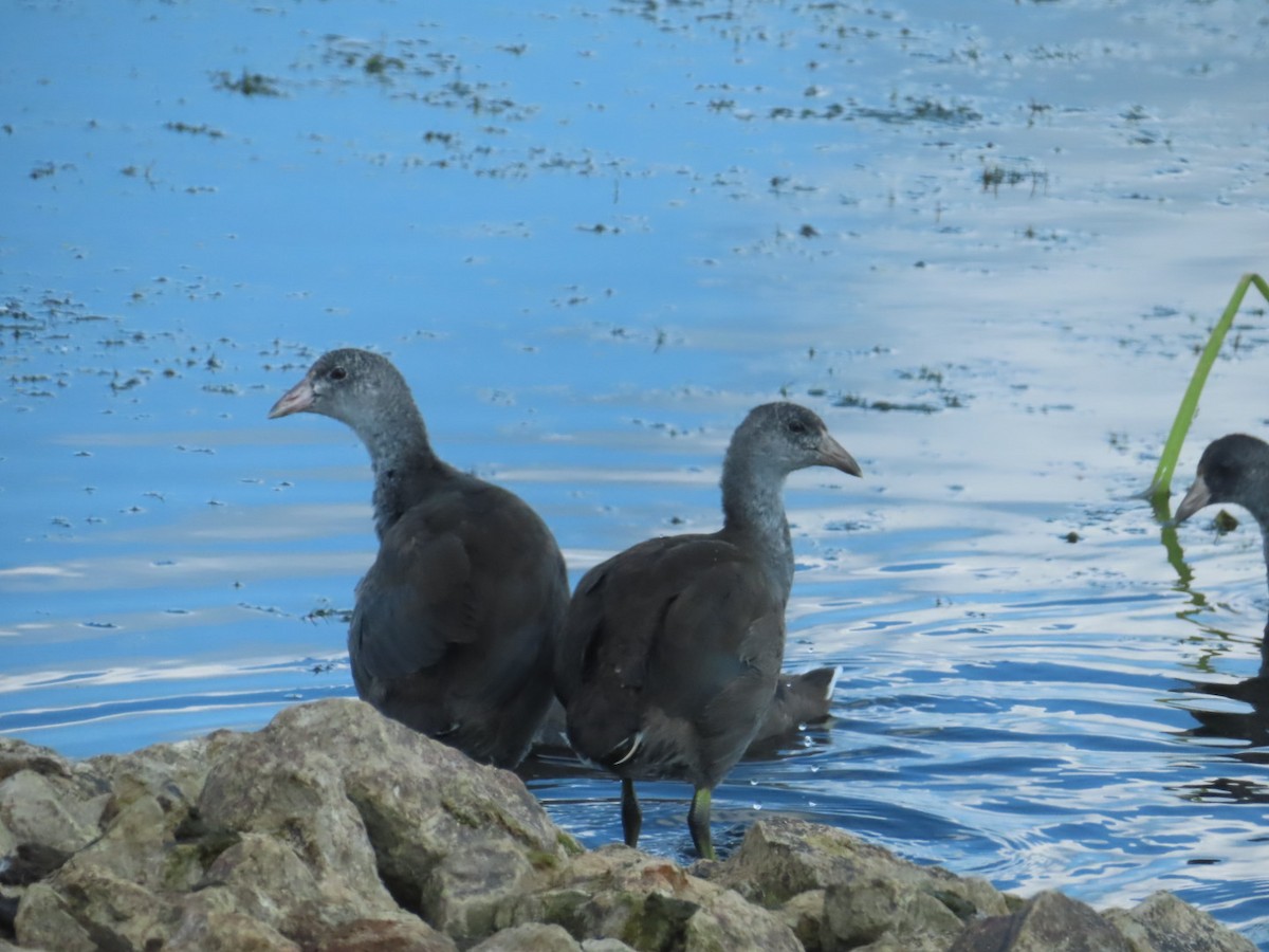 American Coot - Fred Dike