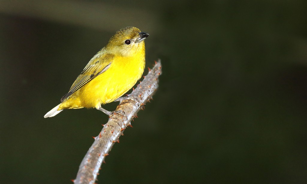 Thick-billed Euphonia - ML621727542