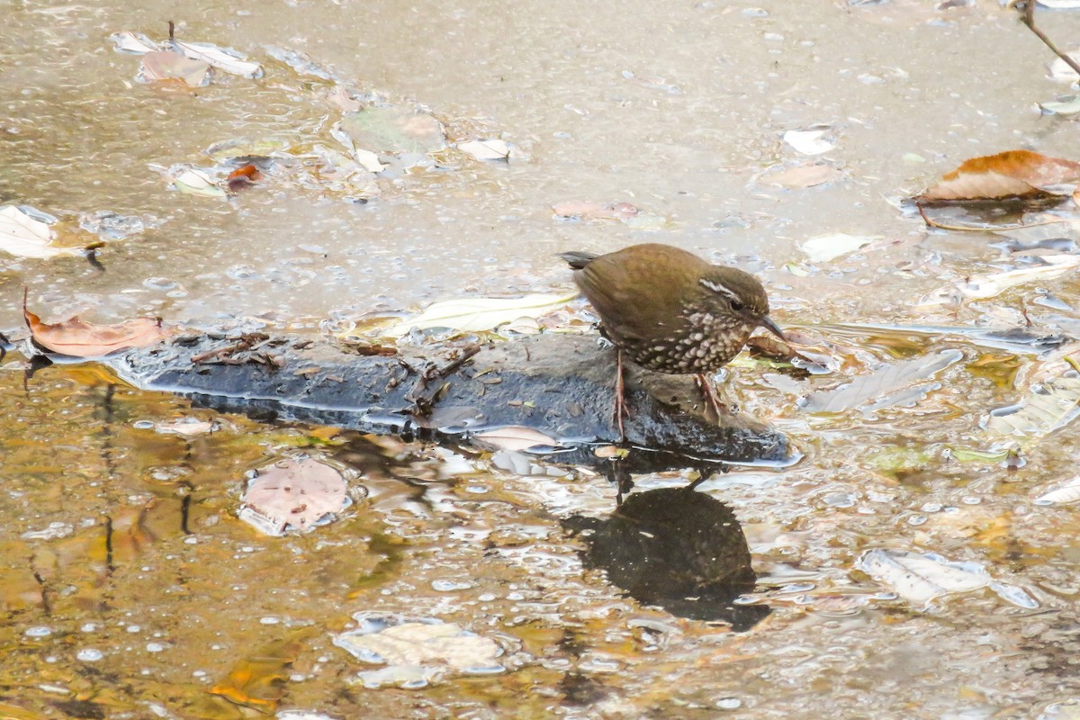 Sharp-tailed Streamcreeper - ML621727662