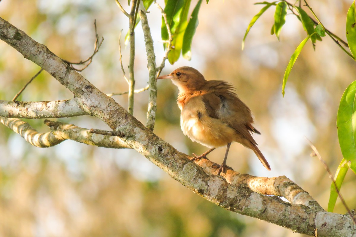 Rufous Hornero - ML621727680