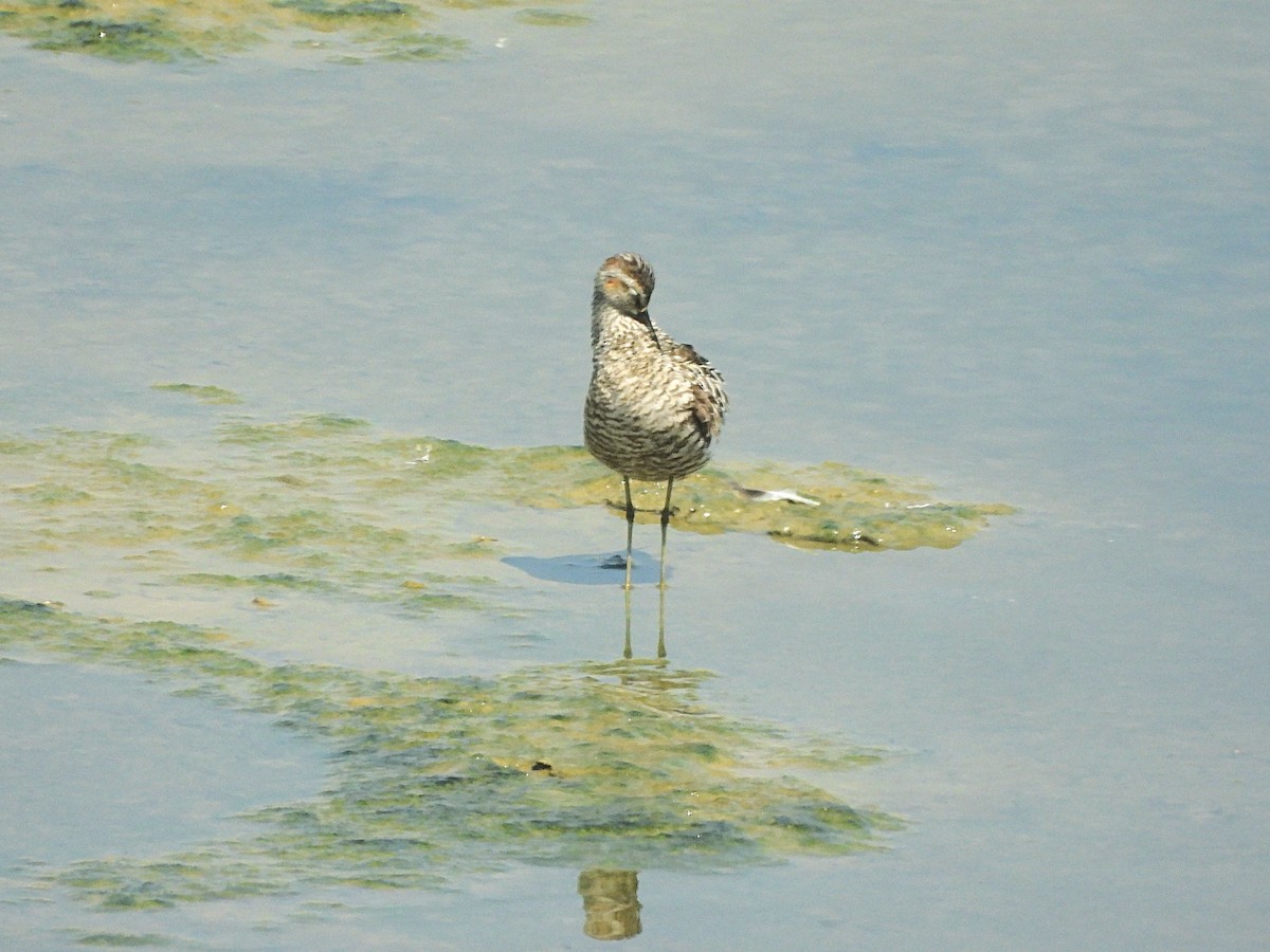 Stilt Sandpiper - ML621727695