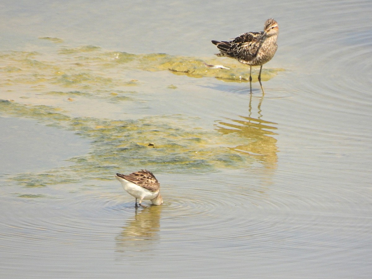 Stilt Sandpiper - ML621727696
