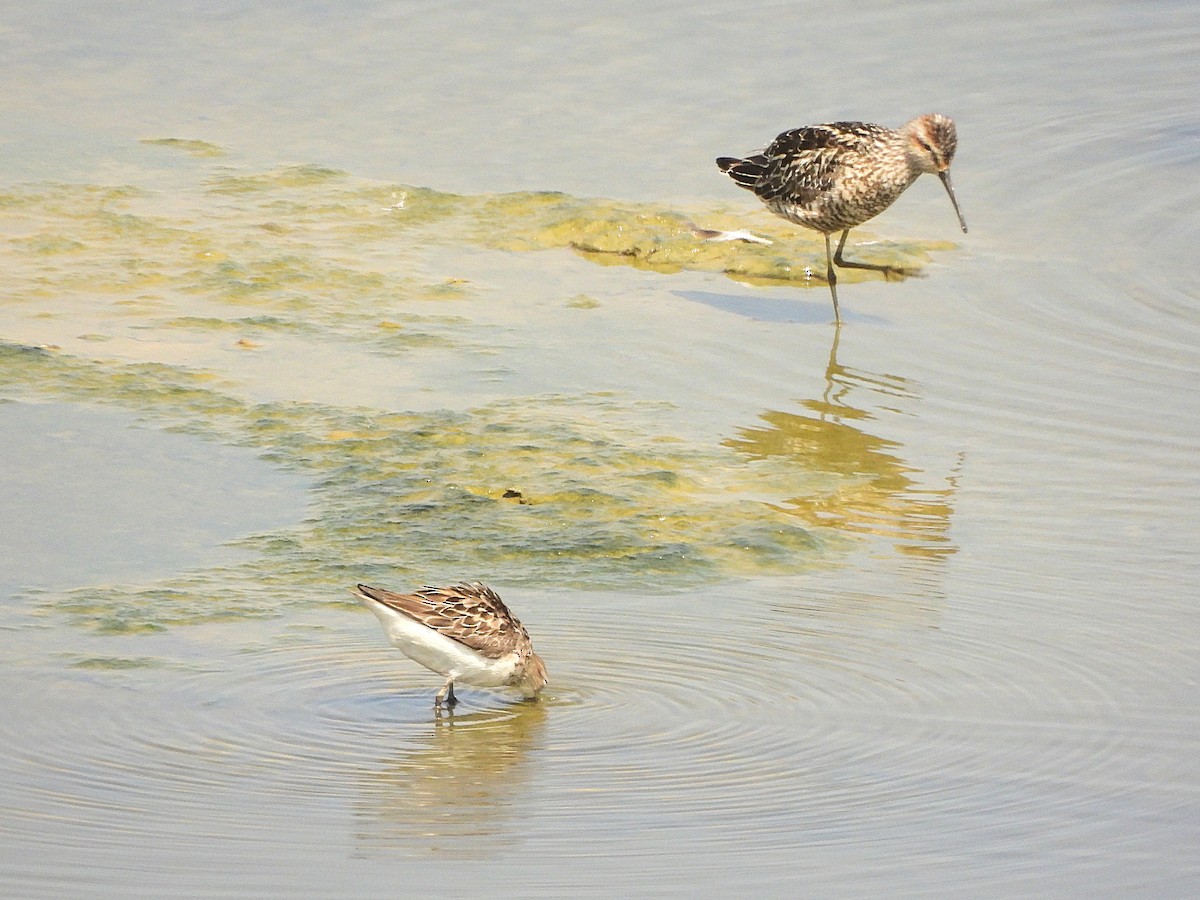 Stilt Sandpiper - ML621727697