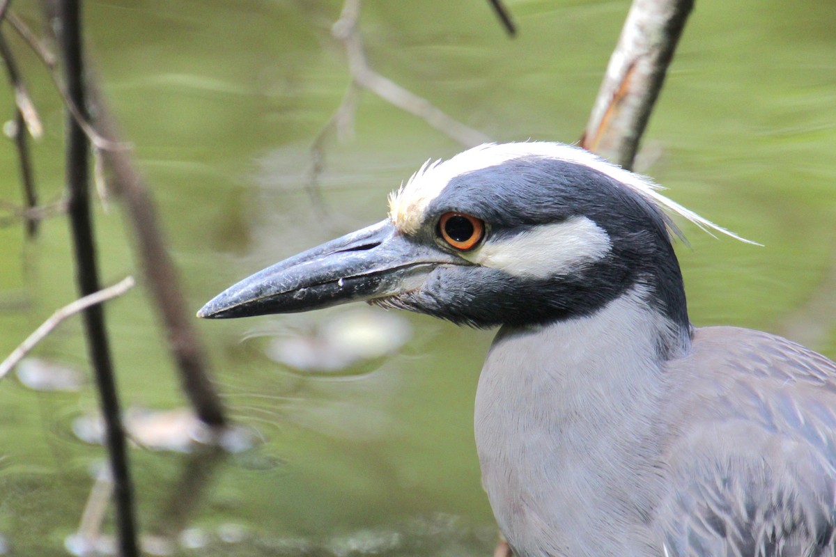 Yellow-crowned Night Heron - ML621727767