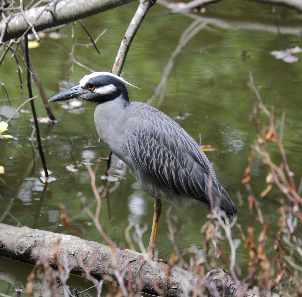 Yellow-crowned Night Heron - ML621727772