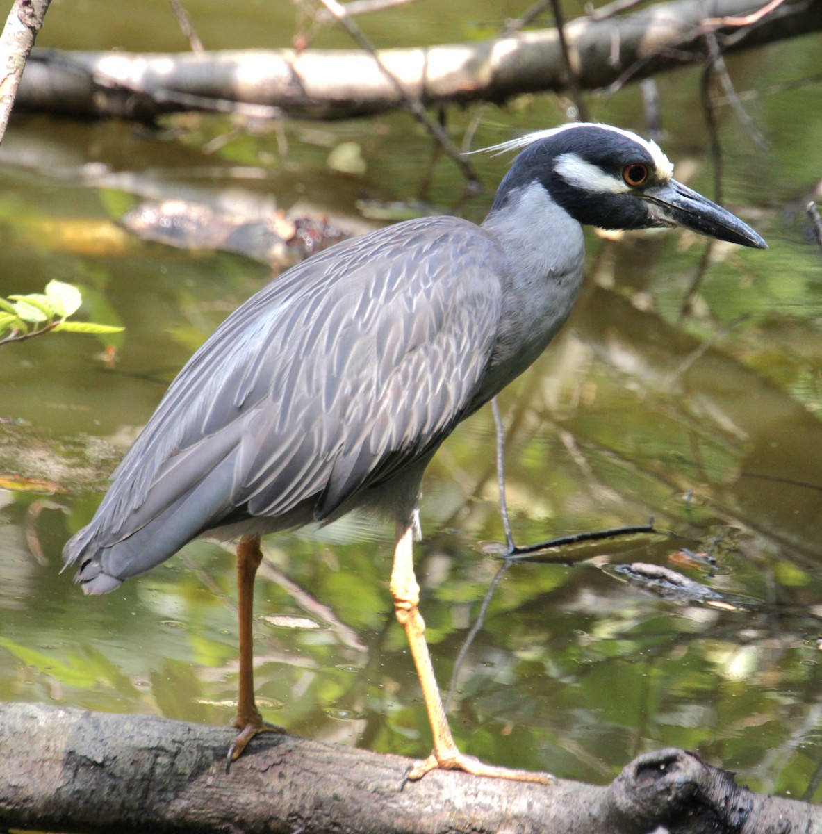 Yellow-crowned Night Heron - ML621727774