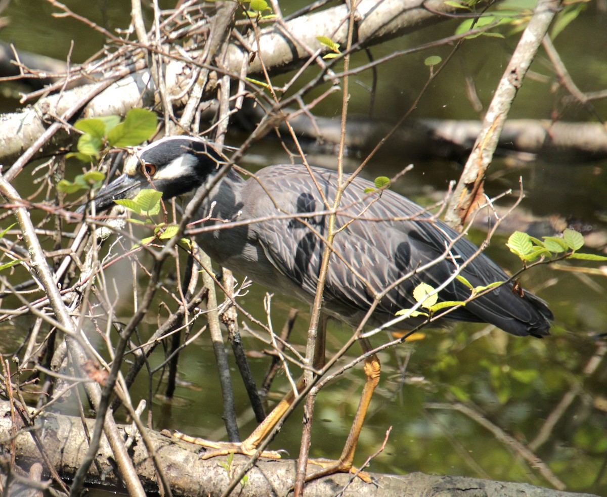 Yellow-crowned Night Heron - ML621727775