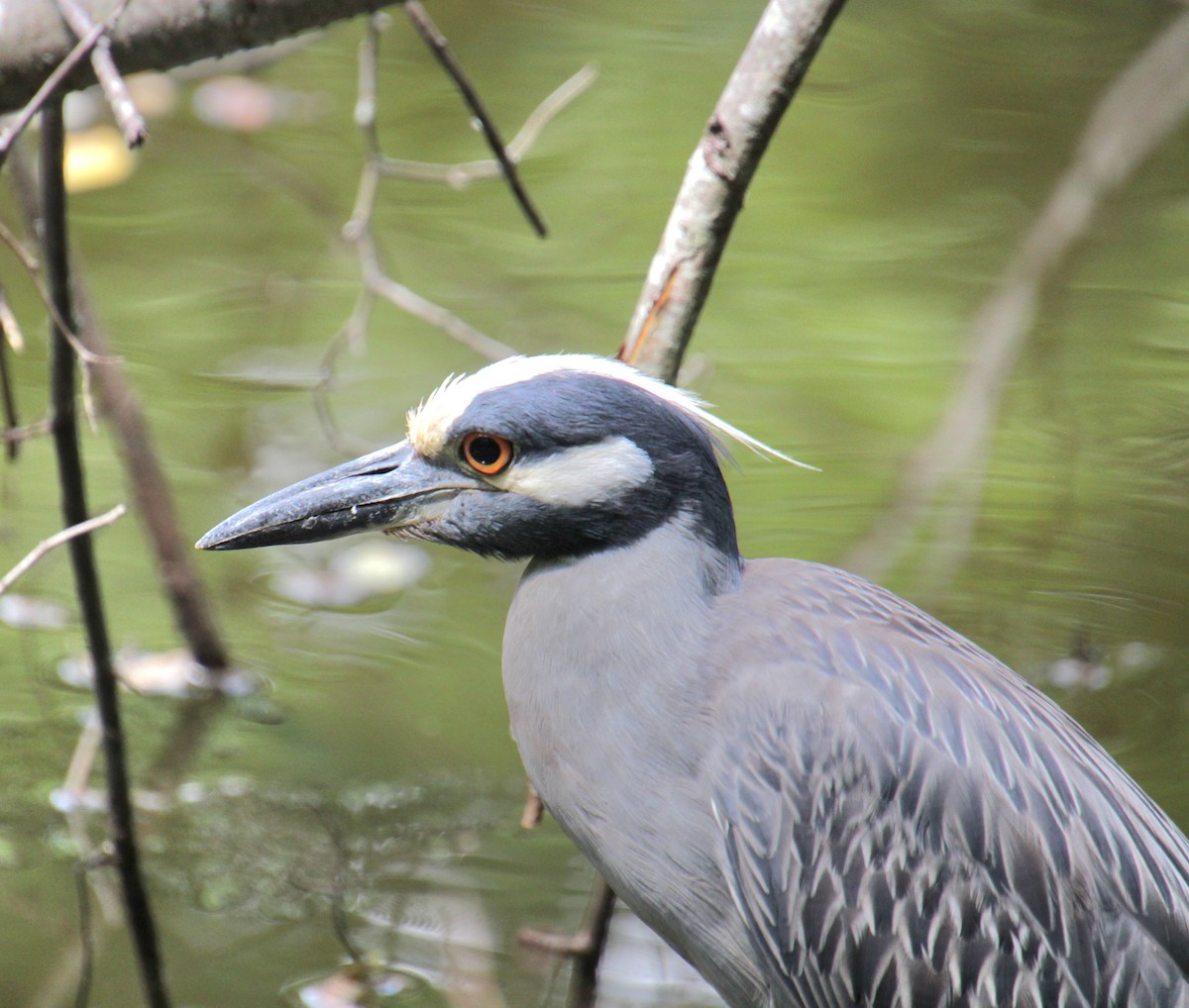 Yellow-crowned Night Heron - ML621727777