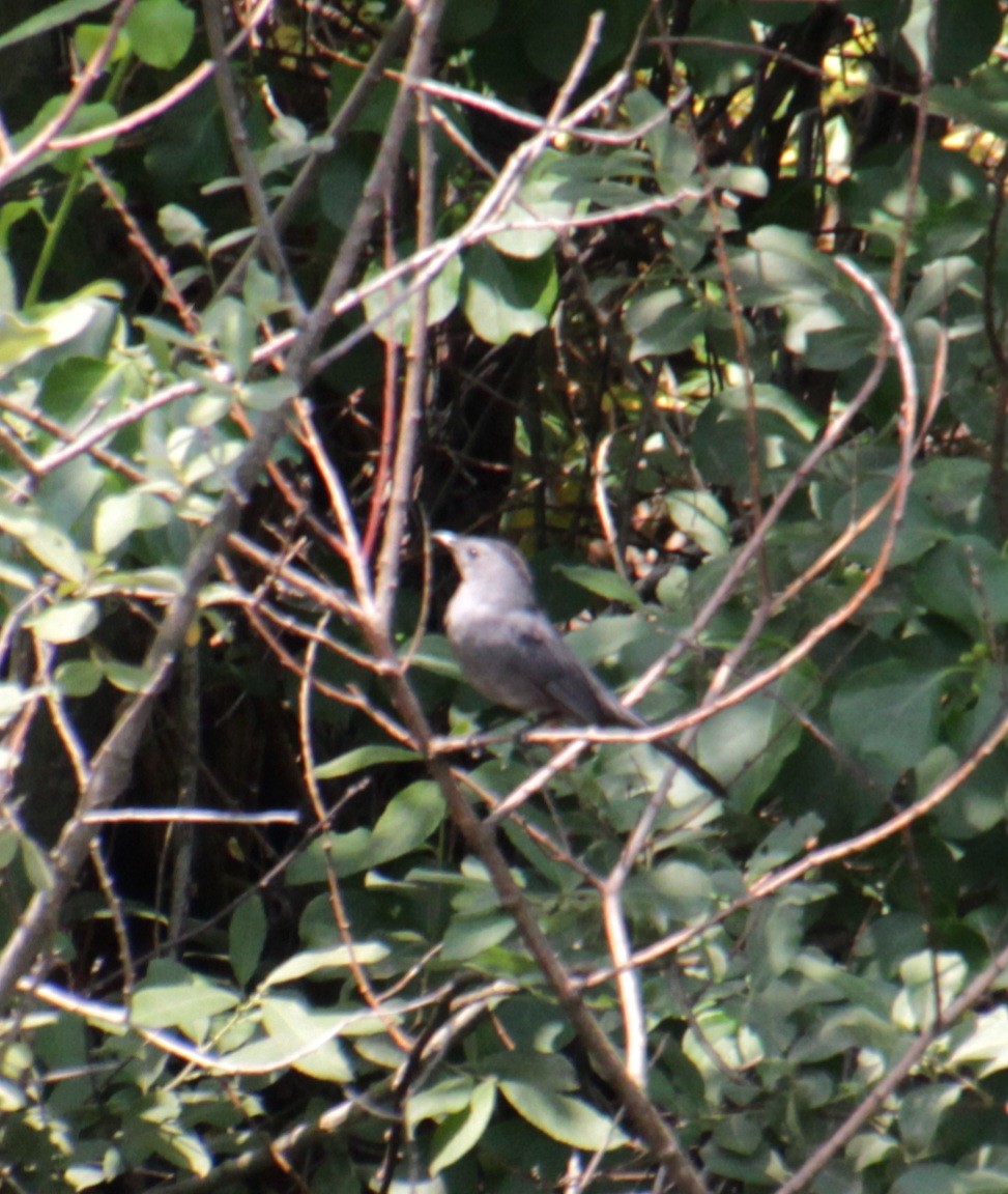 Gray Catbird - ML621727789