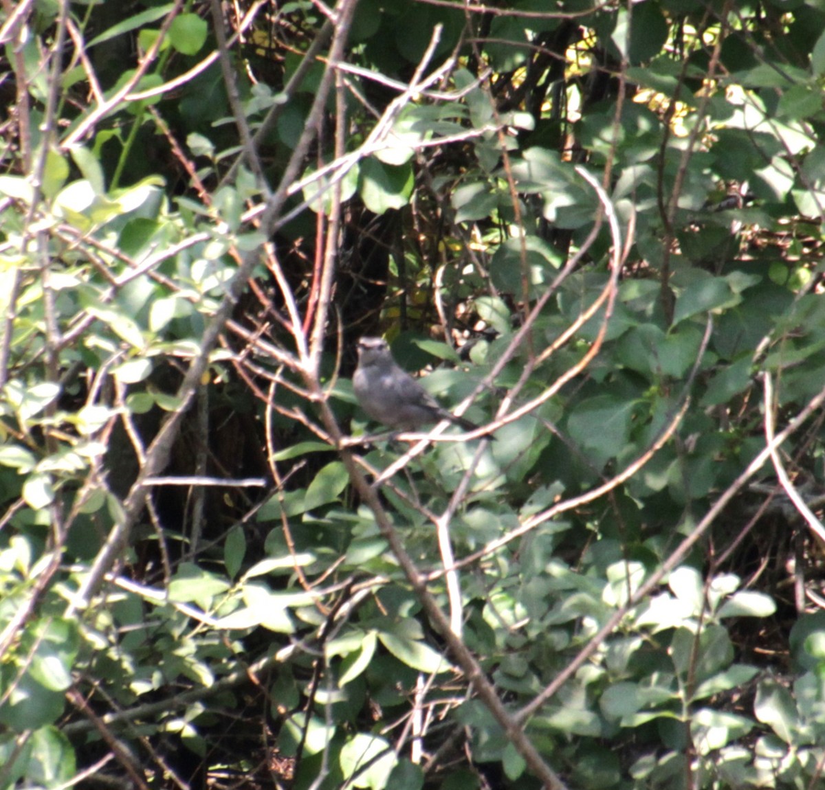 Gray Catbird - ML621727790