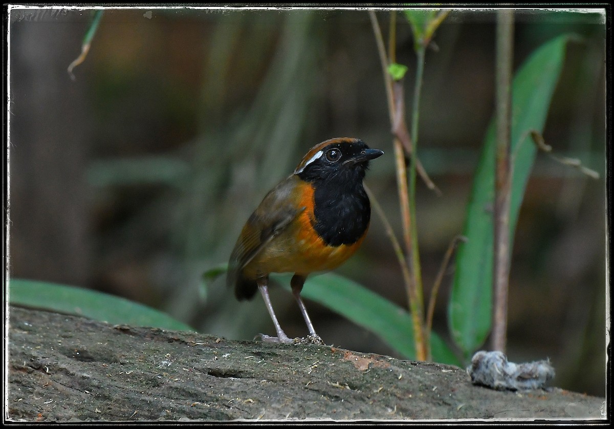 Black-breasted Gnateater - ML621727829